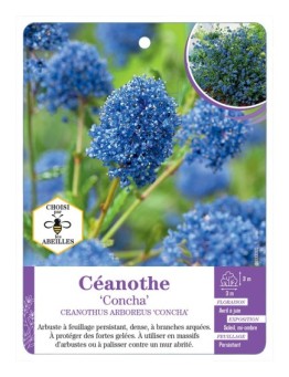 CEANOTHUS ARBOREUS CONCHA