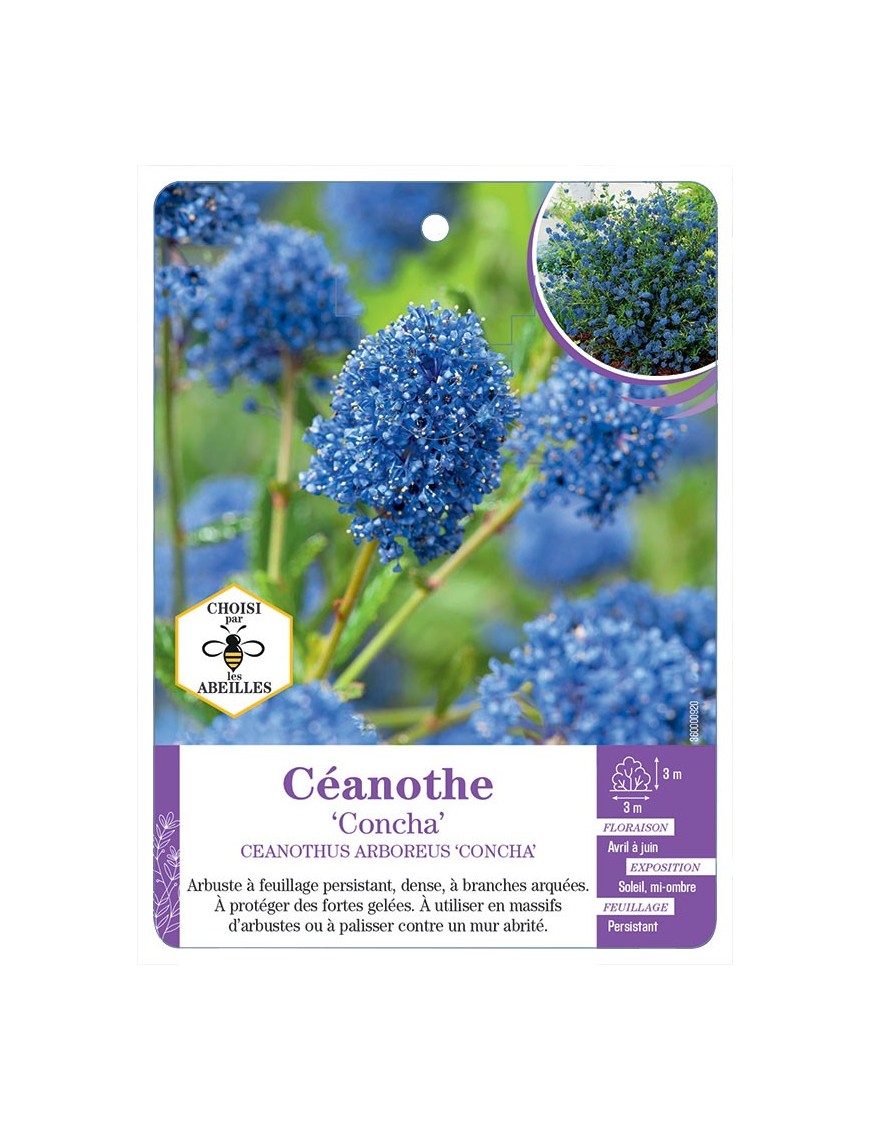 CEANOTHUS ARBOREUS CONCHA