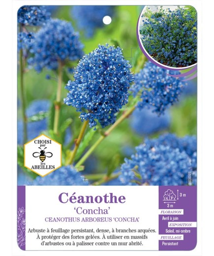 CEANOTHUS ARBOREUS CONCHA