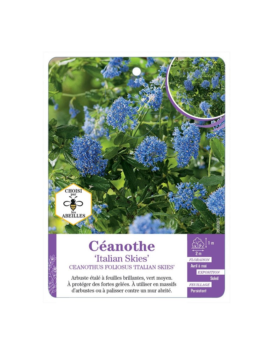 CEANOTHUS FOLIOSUS ITALIAN SKIES