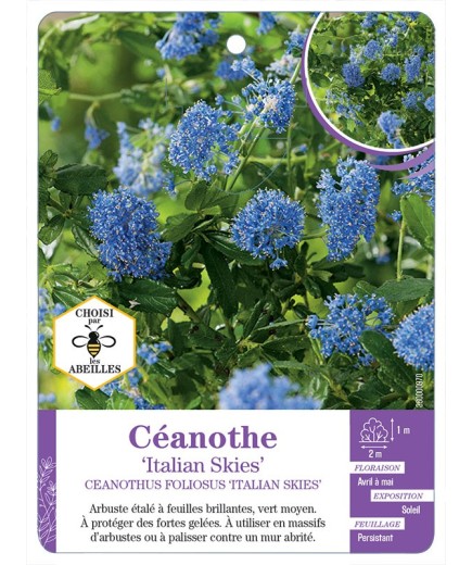 CEANOTHUS FOLIOSUS ITALIAN SKIES