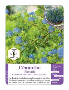 CEANOTHUS THYRSIFLORUS SKYLARK