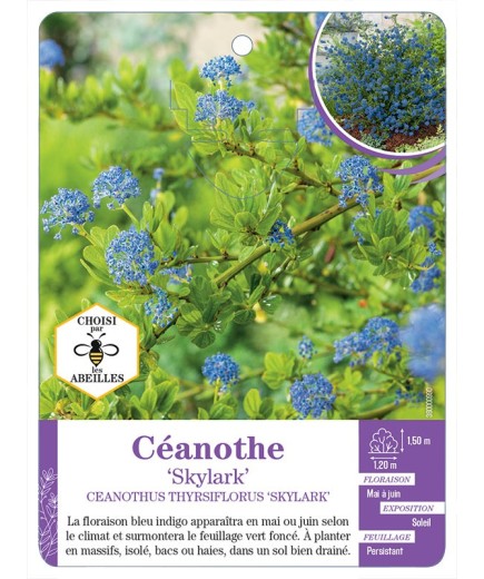 CEANOTHUS THYRSIFLORUS SKYLARK