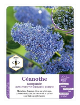 CEANOTHUS THYRSIFLORUS REPENS voir Céanothe rampante