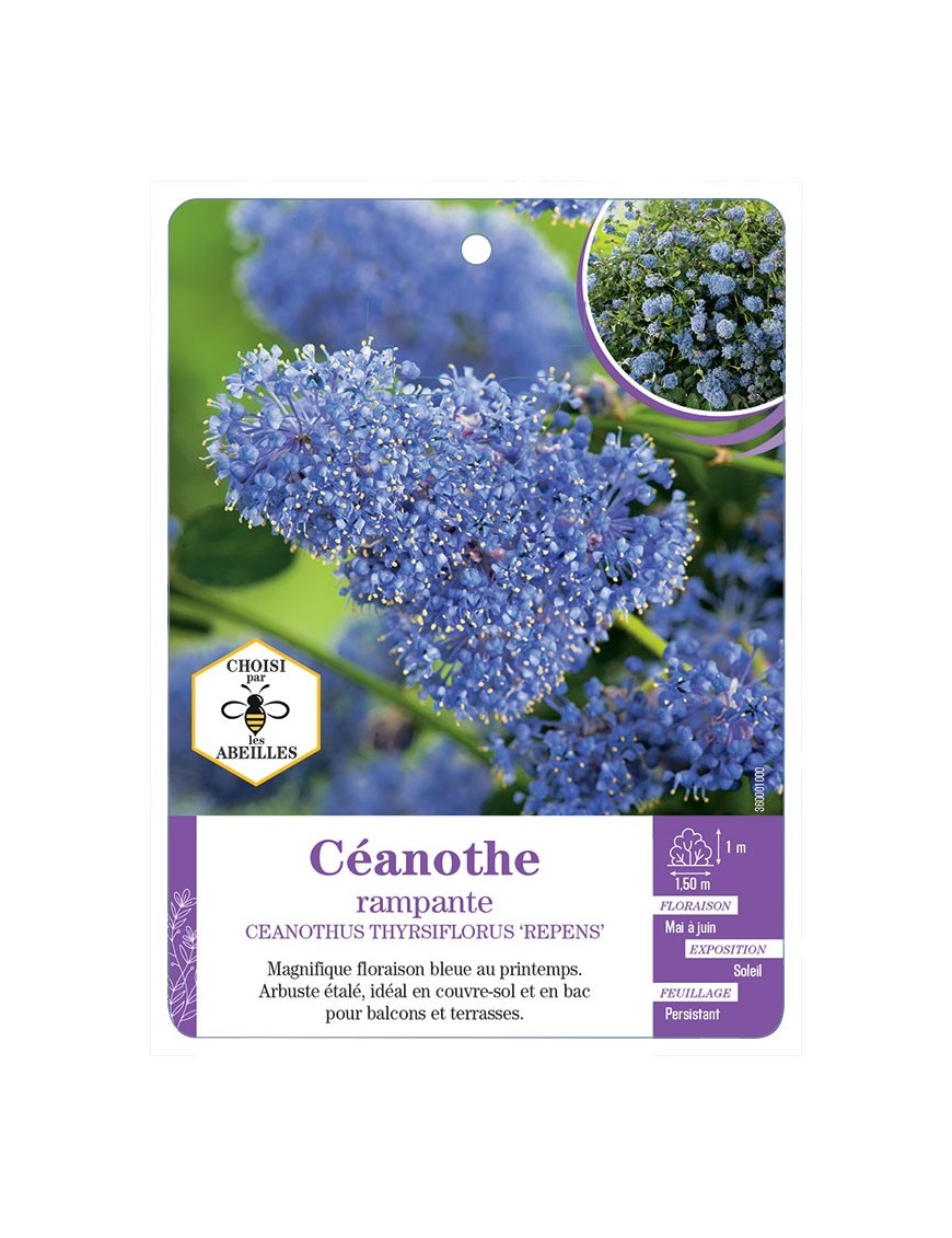 CEANOTHUS THYRSIFLORUS REPENS voir Céanothe rampante