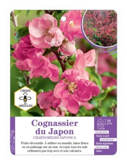 CHAENOMELES JAPONICA voir Cognassier du Japon (rose)