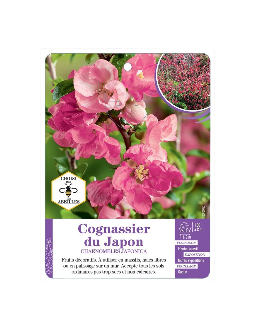 CHAENOMELES JAPONICA voir Cognassier du Japon (rose)