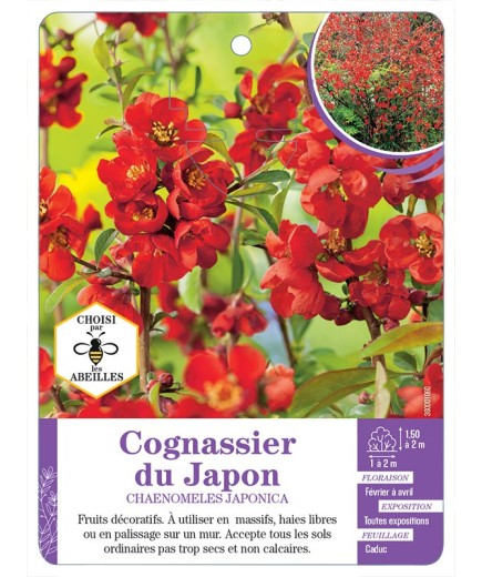 CHAENOMELES JAPONICA voir Cognassier du Japon (rouge écarlate)