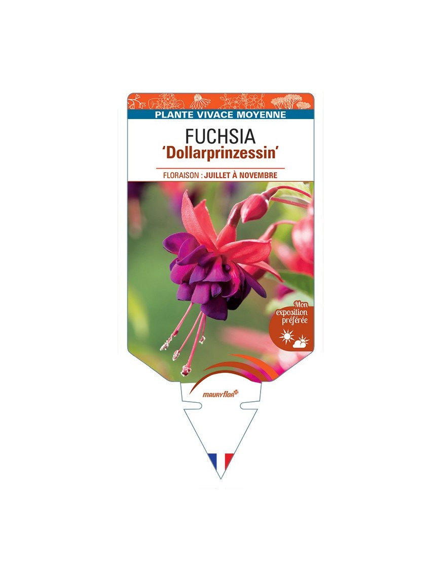 FUCHSIA Dollarprinzessin