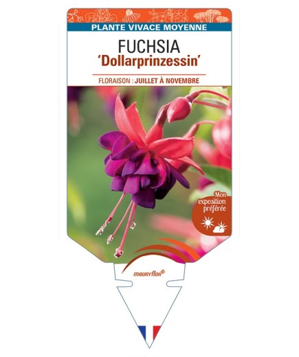 FUCHSIA Dollarprinzessin