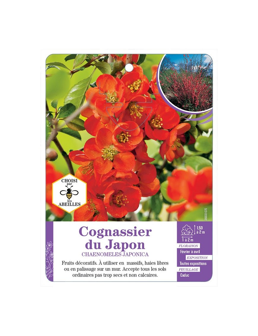 CHAENOMELES JAPONICA voir Cognassier du Japon (*)
