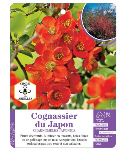 CHAENOMELES JAPONICA voir Cognassier du Japon (*)
