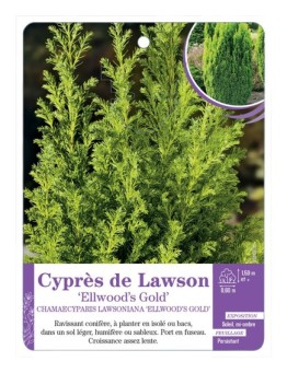 CHAMAECYPARIS LAWSONIANA ELLWOOD S GOLD voir Cyprès de Lawson (*)