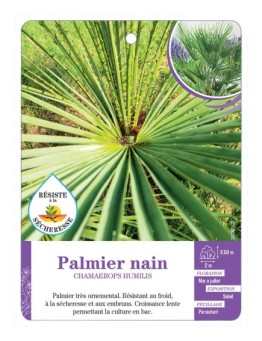 CHAMAEROPS HUMILIS voir Palmier nain (*)