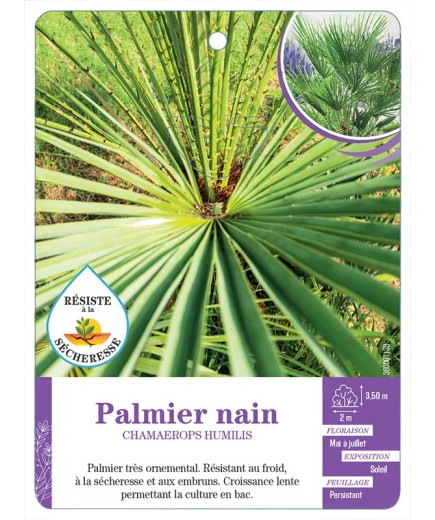 CHAMAEROPS HUMILIS voir Palmier nain (*)