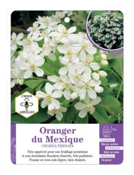 CHOISYA TERNATA voir Oranger du Mexique