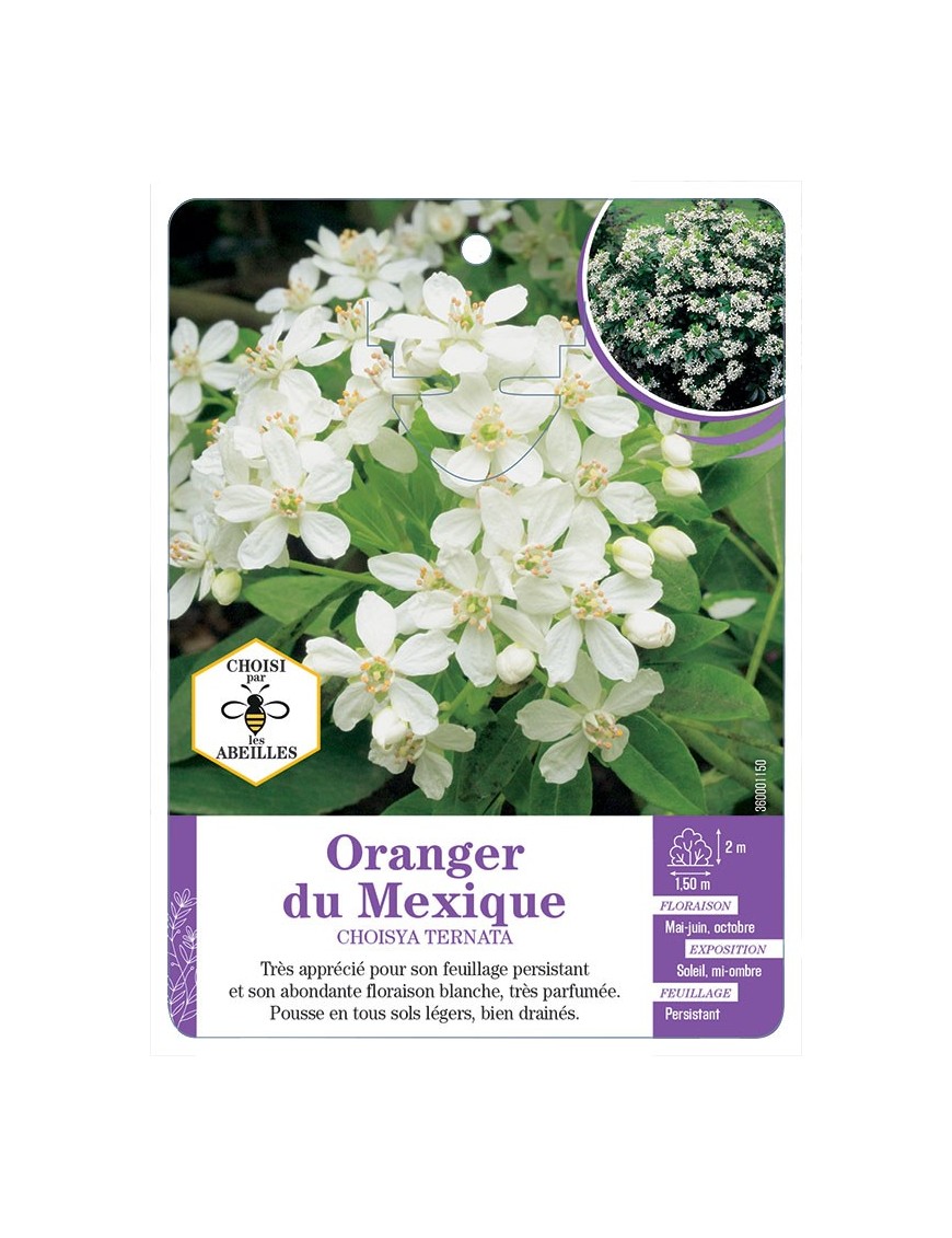 CHOISYA TERNATA voir Oranger du Mexique