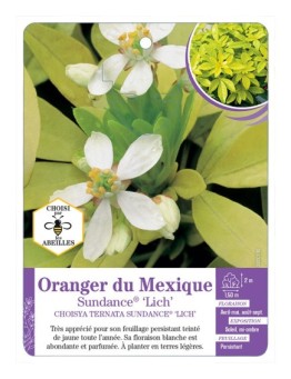 CHOISYA TERNATA SUNDANCE® LICH voir Oranger du Mexique