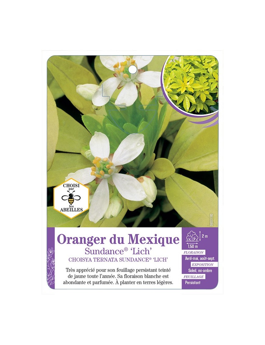 CHOISYA TERNATA SUNDANCE® LICH voir Oranger du Mexique