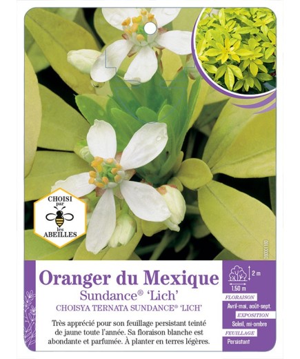 CHOISYA TERNATA SUNDANCE® LICH voir Oranger du Mexique
