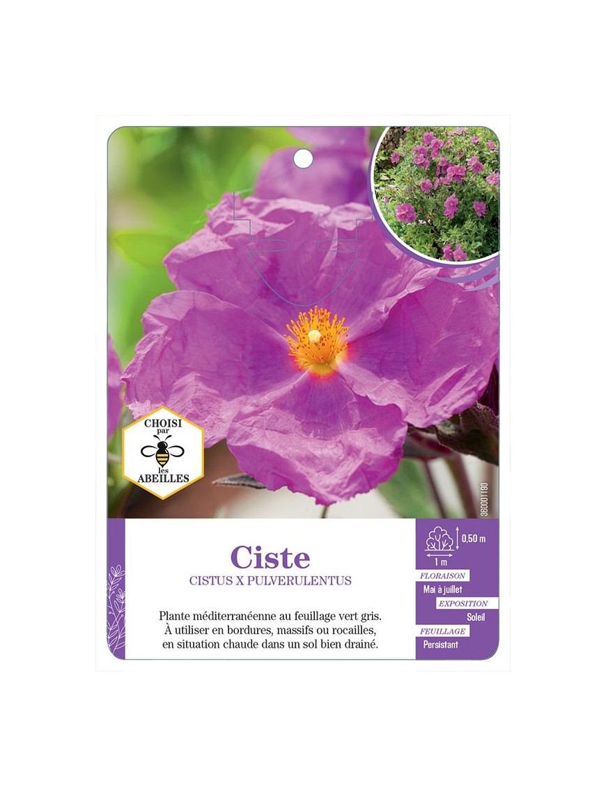 CISTUS X PULVERULENTUS voir Ciste