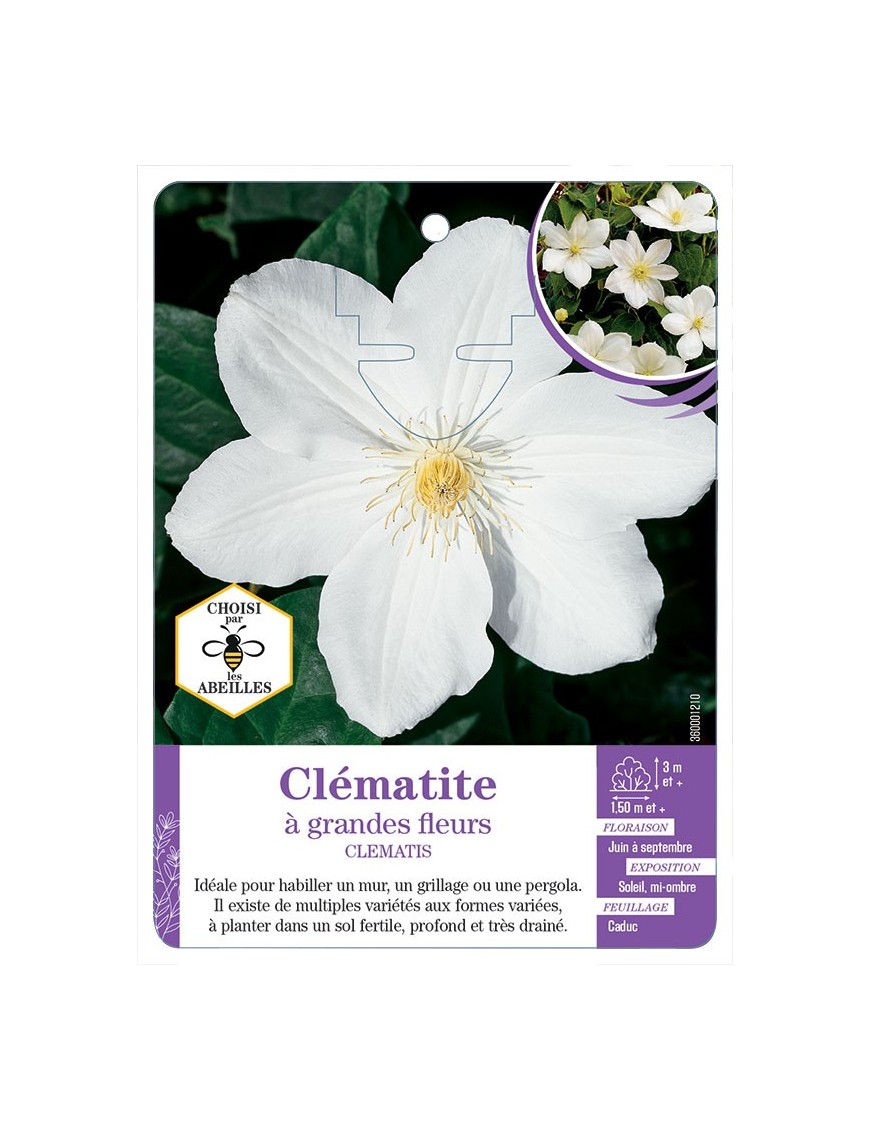 CLEMATIS grandes fleurs (blanc) (*)