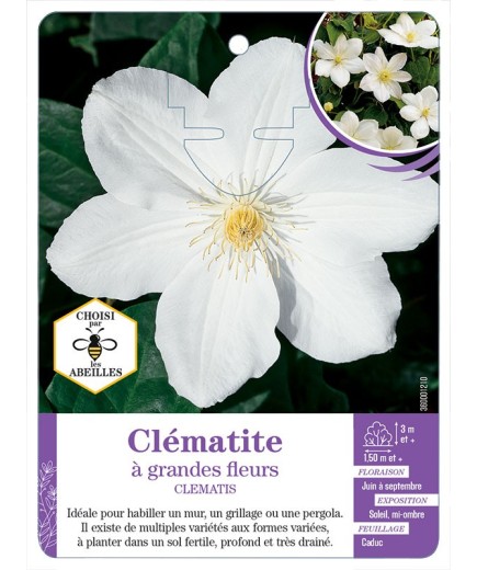 CLEMATIS grandes fleurs (blanc) (*)