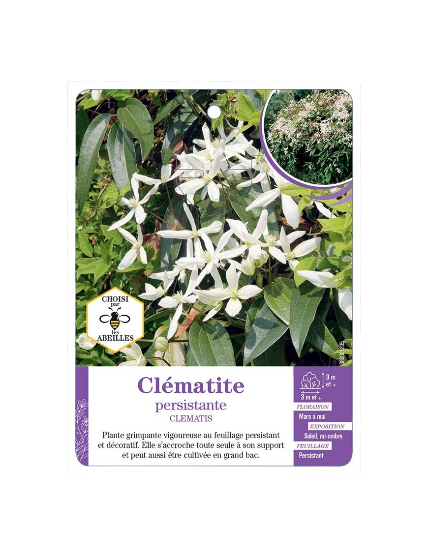 CLEMATIS voir Clématite persistante*
