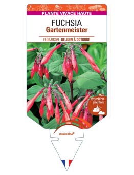 FUCHSIA Gartenmeister