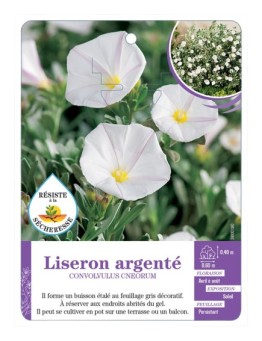 CONVOLVULUS CNEORUM voir Liseron argenté