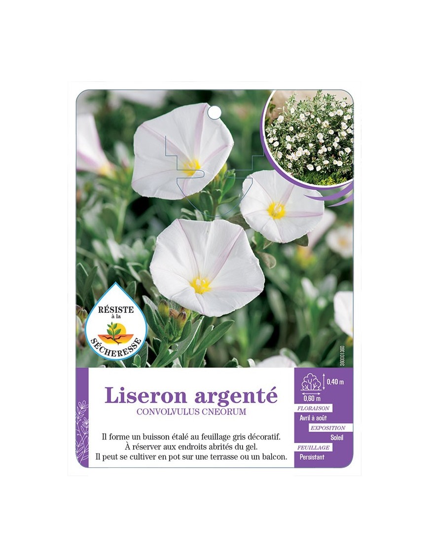 CONVOLVULUS CNEORUM voir Liseron argenté