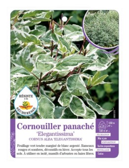 CORNUS ALBA ELEGANTISSIMA voir Cornouiller panaché