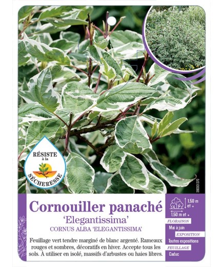 CORNUS ALBA ELEGANTISSIMA voir Cornouiller panaché