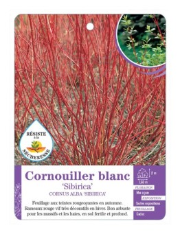 CORNUS ALBA SIBIRICA voir Cornouiller blanc (*)