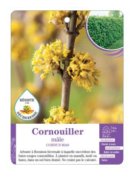 CORNUS MAS voir Cornouiller mâle (*)