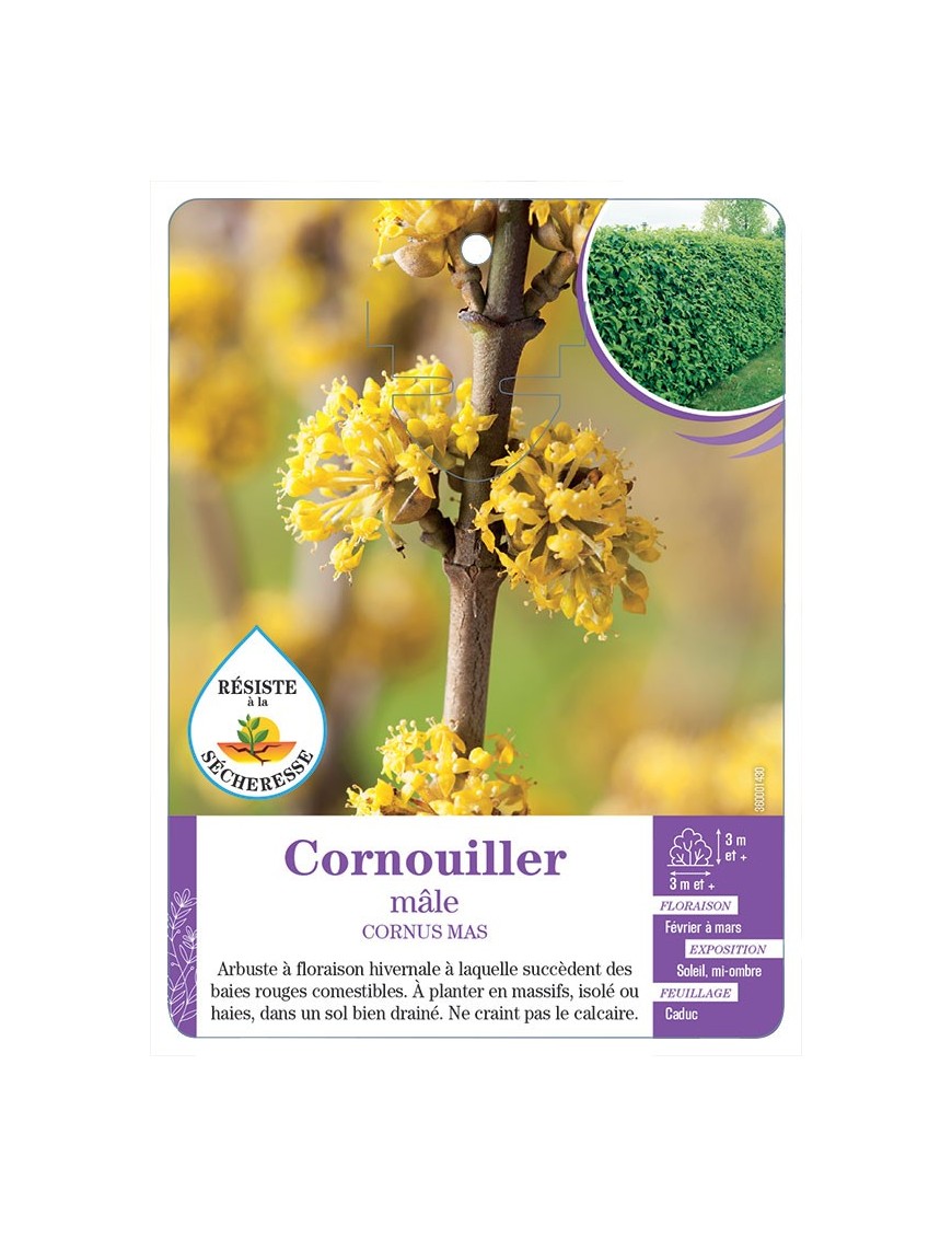 CORNUS MAS voir Cornouiller mâle (*)