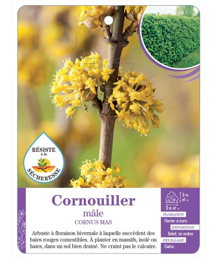 CORNUS MAS voir Cornouiller mâle (*)
