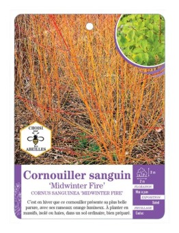 CORNUS SANGUINEA MINDWINTER FIRE voir Cornouiller sanguin