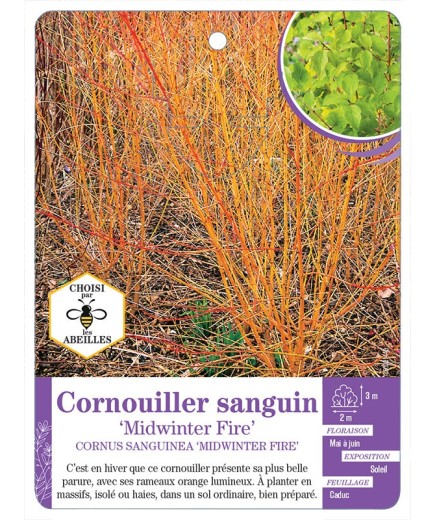 CORNUS SANGUINEA MINDWINTER FIRE voir Cornouiller sanguin