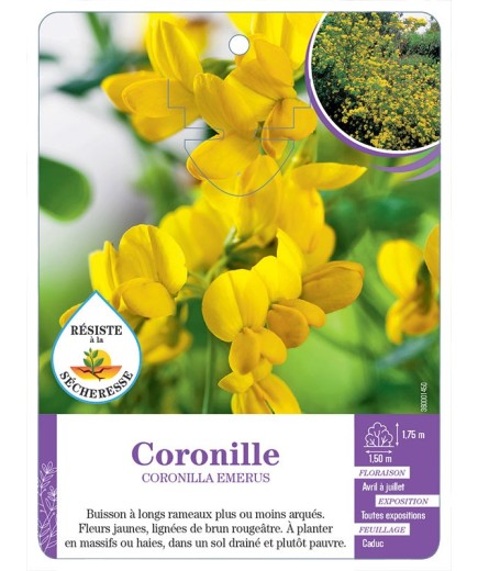 CORONILLA EMERUS voir Coronille (*)