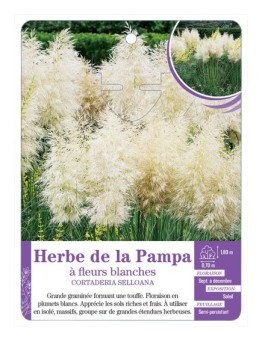 CORTADERIA SELLOANA voir Herbe de la Pampa à fleurs blanches