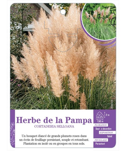 CORTADERIA SELLOANA voir Herbe de la Pampa (rose)