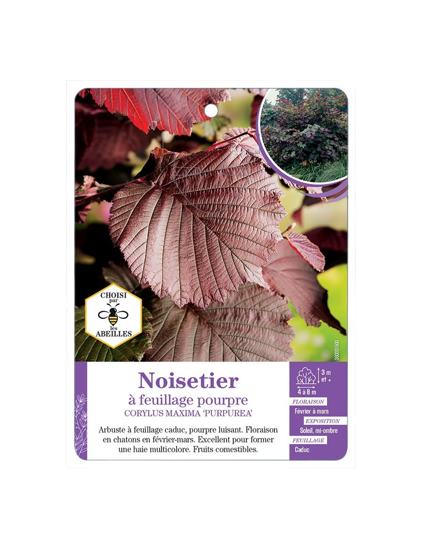 CORYLUS MAXIMA PURPUREA voir Noisetier à feuillage pourpre