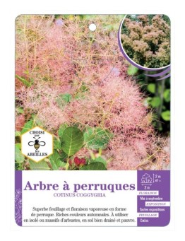 COTINUS COGGYGRIA voir Arbre à perruques