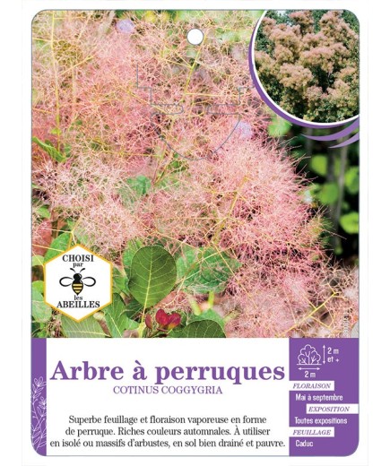 COTINUS COGGYGRIA voir Arbre à perruques