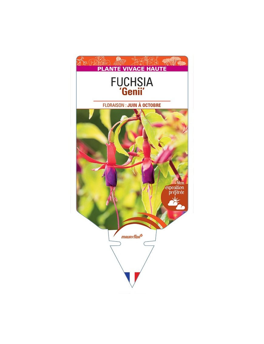 FUCHSIA Genii
