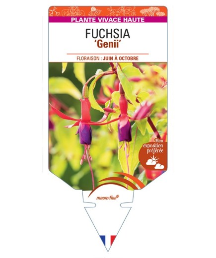 FUCHSIA Genii