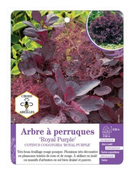 COTINUS COGGYGRIA ROYAL PURPLE voir Arbre à perruques