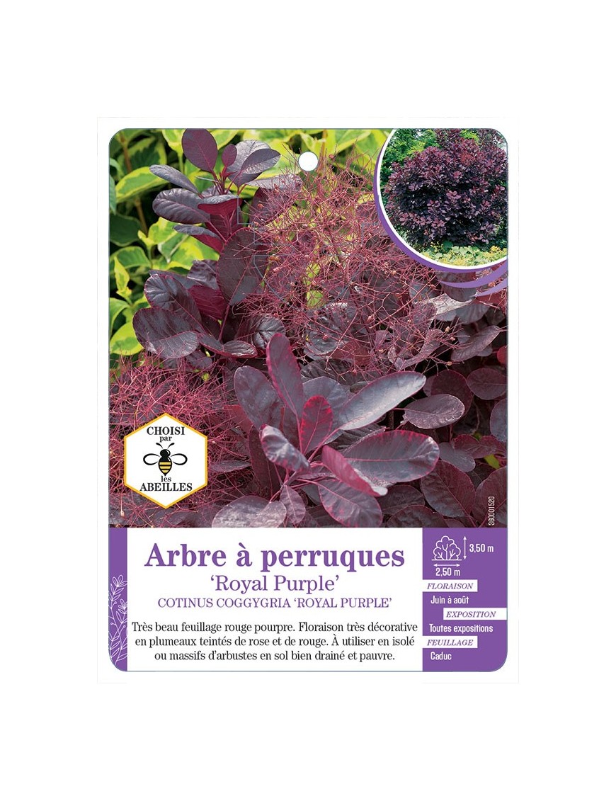 COTINUS COGGYGRIA ROYAL PURPLE voir Arbre à perruques