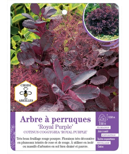 COTINUS COGGYGRIA ROYAL PURPLE voir Arbre à perruques